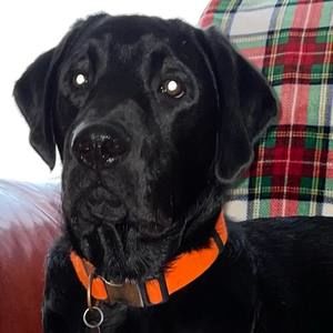 Meet your Posher, Carol